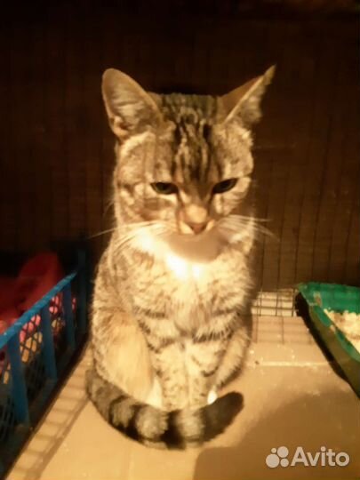 Миниатюрная кошечка в добрые руки