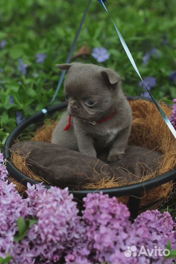 Щенки чихуахуа мини