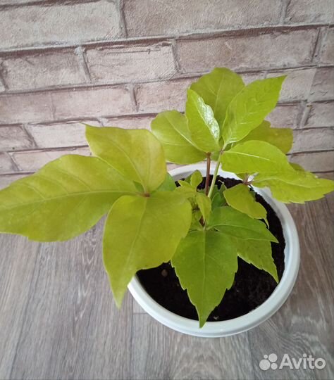 Шеффлера Голден Амате