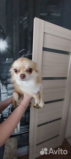 Чихуахуа