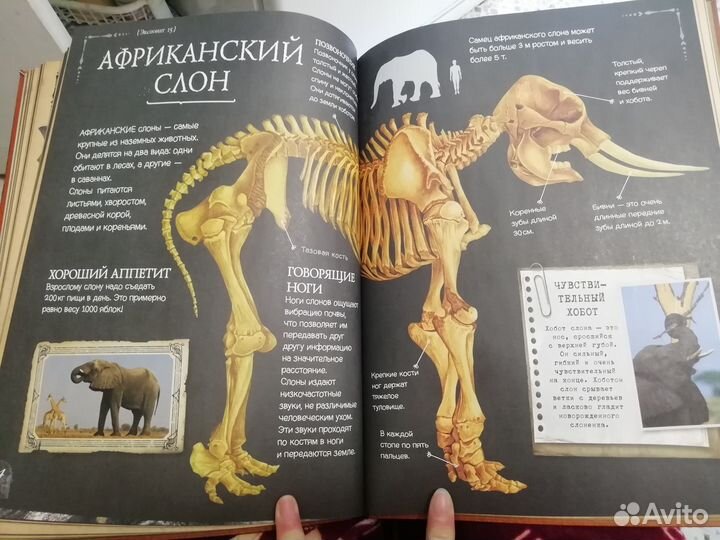 Коллекция костей. Атлас животных