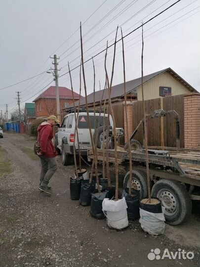 Павловния Shan Tong, зкс, можно высаживать и летом