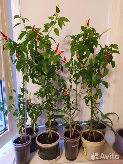 Перец комнатный