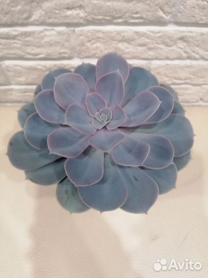 Суккуленты