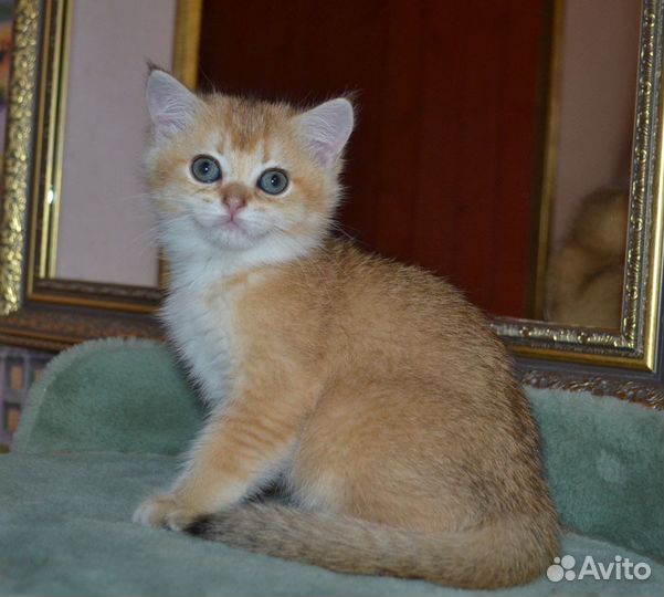 Золотая кошечка Nicol