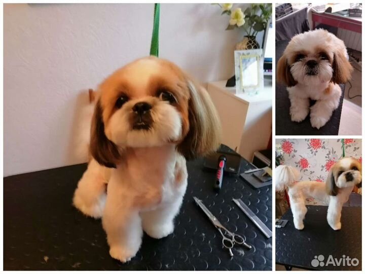 Груминг собак