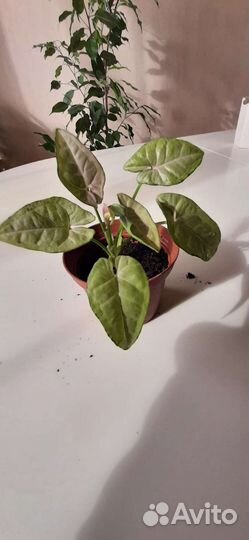 Сингониумы разные