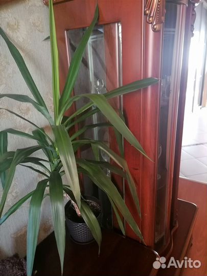Продам цветок комнатный, пальма юкка