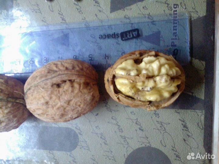 Грецкий орех