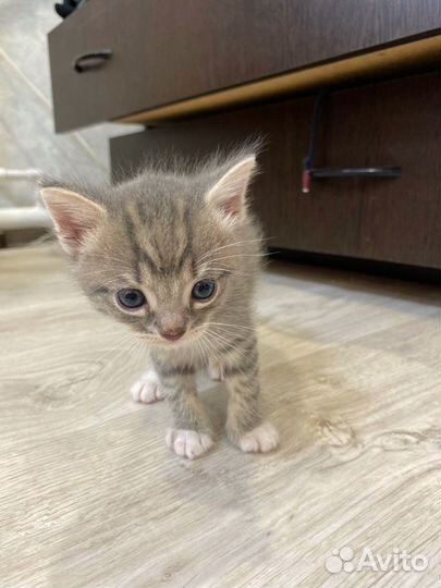 Котята красивого окраса