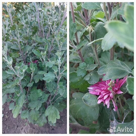 Хризантемы