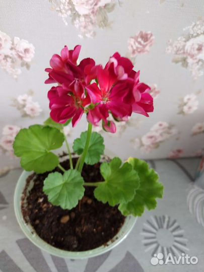 Пеларгония герань