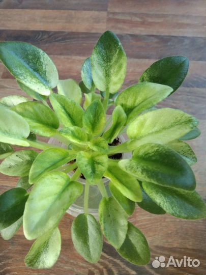 Фиалка Н- Аватар,ахименесы