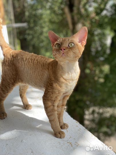 Девон рэкс вязка