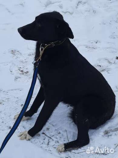 Гром в добрые руки