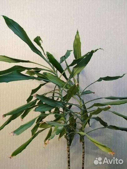 Драцена+ Алоэ Вера