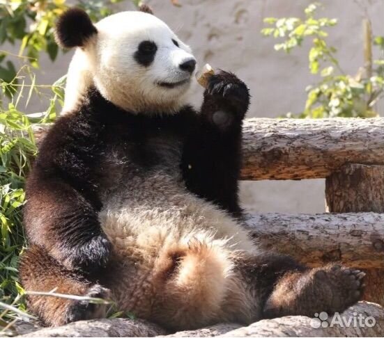 Именные билеты в Московский зоопарк