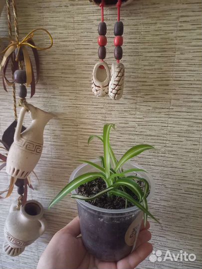 Комнатные цветы