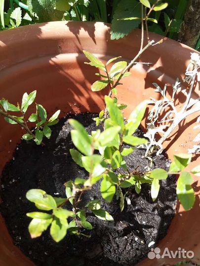 Гибискус сирийский