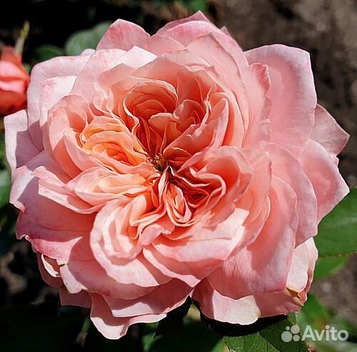 Саженцы роз Микото