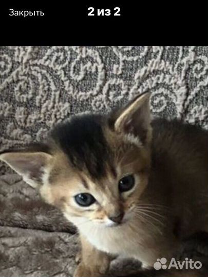 Абиссинские котята