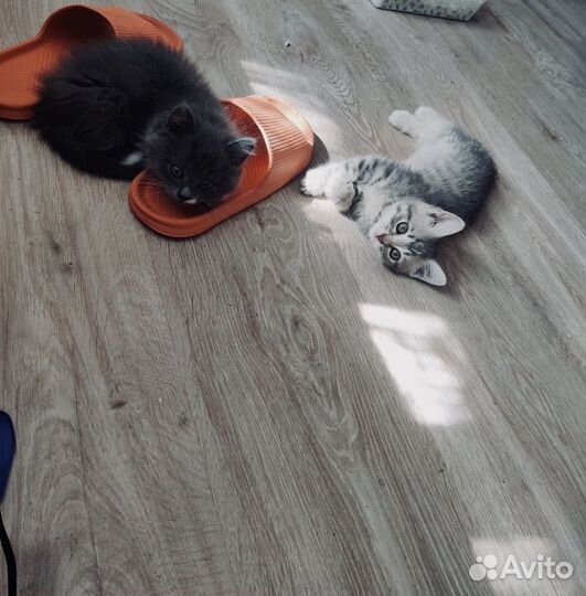 Отдаем котят в добрые руки