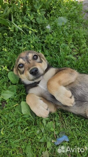 Щенки бесплатно