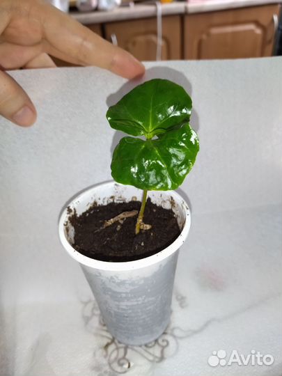Кофе арабика растение