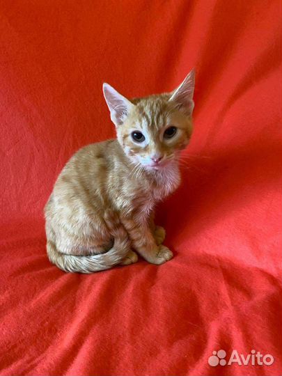 Котенок мальчик 3,5 месяца
