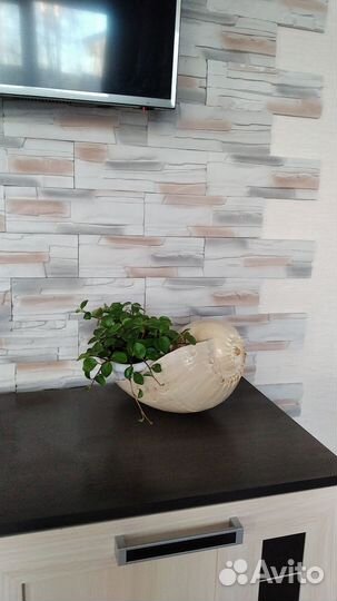 Пеперомия Глабелла головатая Кипарис