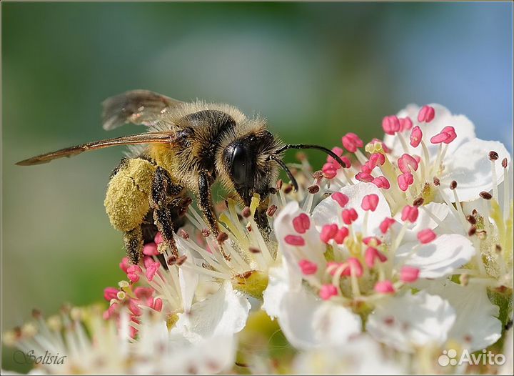 Натуральный мёд своя пасека