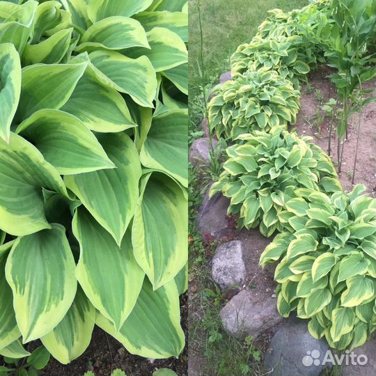 Хосты из моего сада