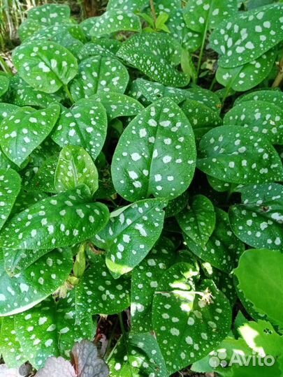 Садовые цветы и кустарники, рябинник