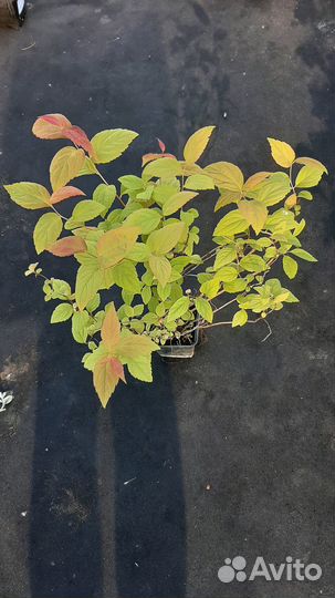 Спирея японская Macrophylla