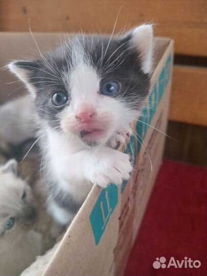 Котята