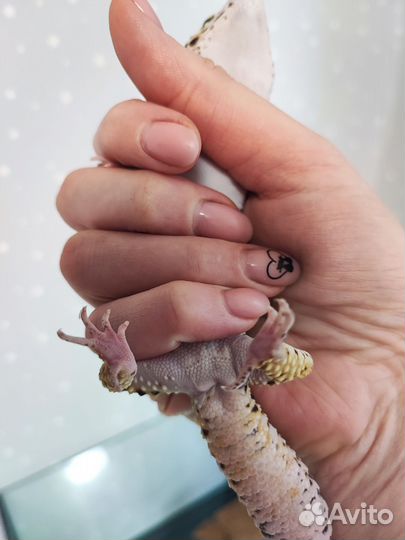 Геккон эублефар