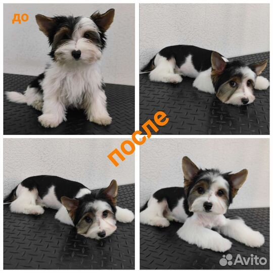 Стрижка собак кошек.Гигиена.Линька.Вычес