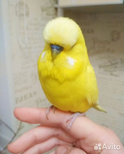 Птенцы выставочного волнистого попугая