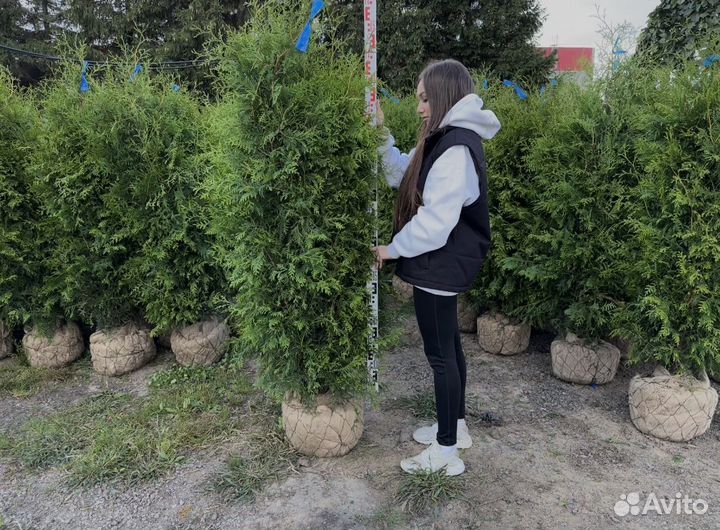 Туя Брабант из питомника
