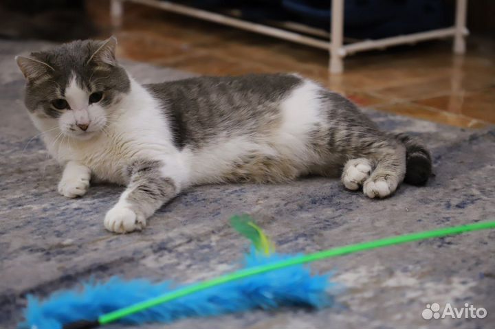 Спасите Пашеньку. Молодой котик ищем дом