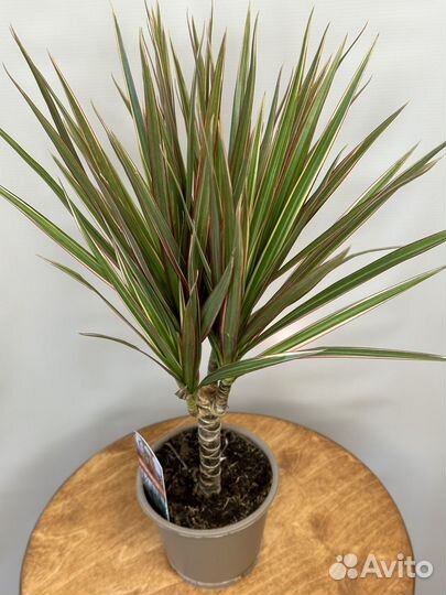 Драцена маргината