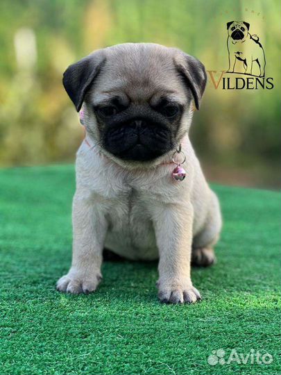 Щенки мопса