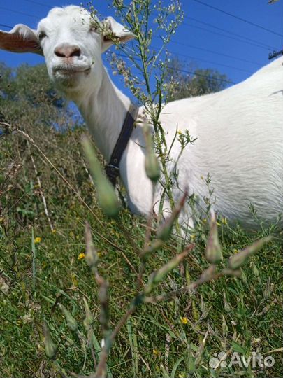 Козье молоко