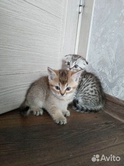 Шотландская