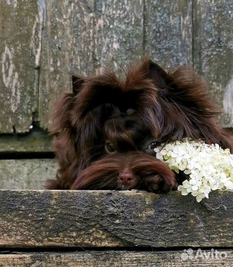 Шоколадная девочка