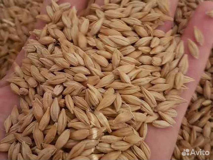 Зерно пшеница и ячмень 1650кг