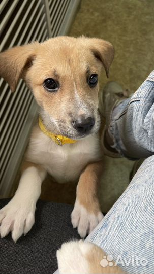 Щенки бесплатно