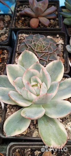 Эхеверия Секунда вариегатная