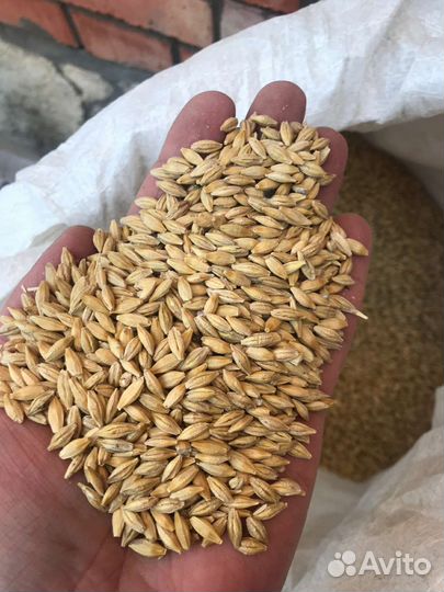 Зерно пшеница ячмень