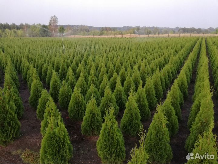 Смарагд,Брабант,Колумна